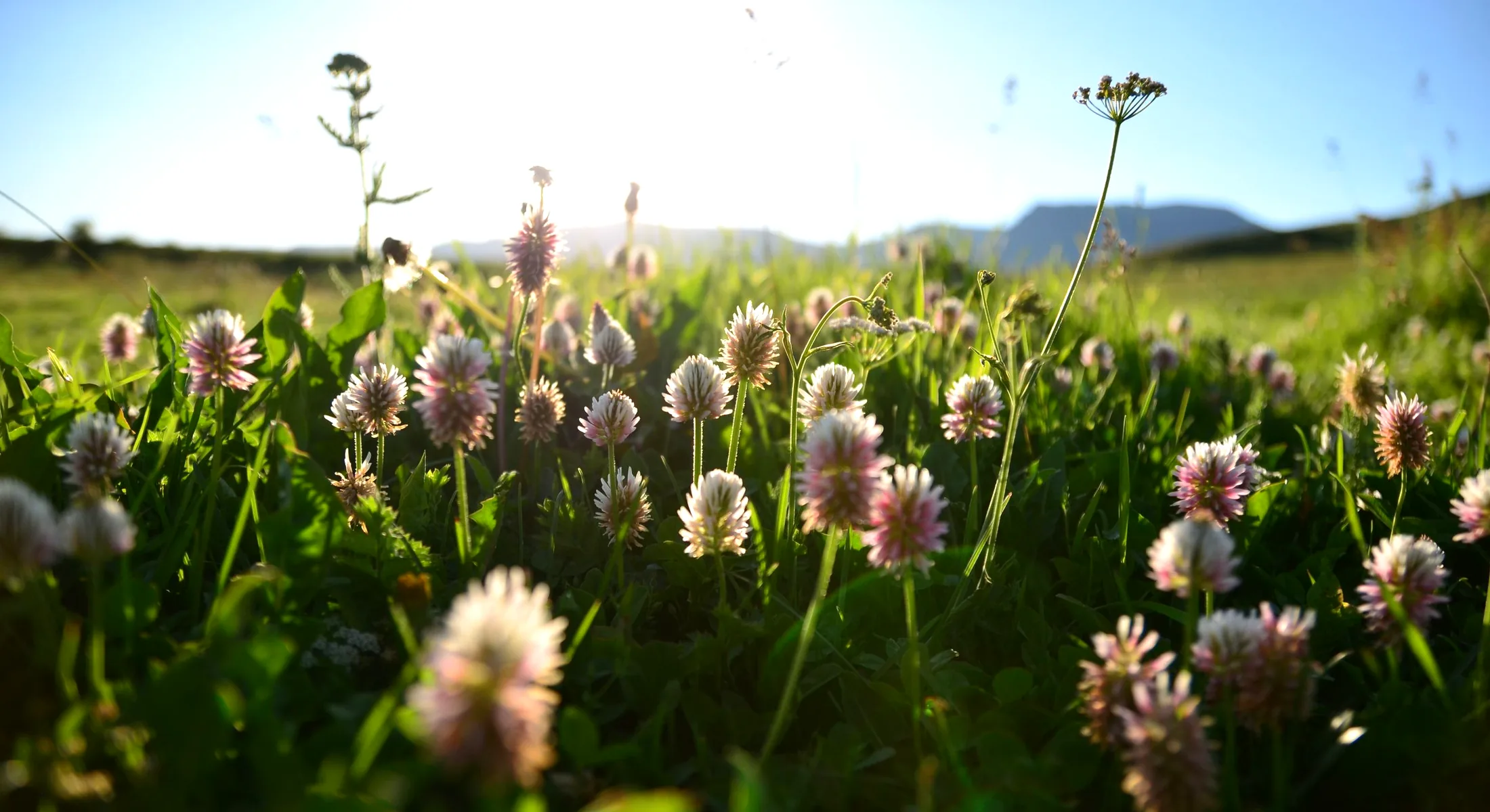 A sunlit mountain meadow full of wildflowers under a bright blue sky.